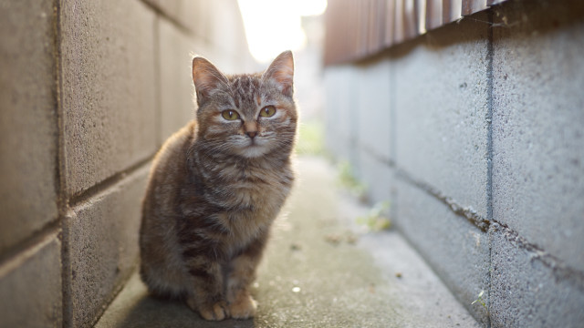 Sad cat wall tiltshift photorealistic free wallpaper for desktop - medium preview image