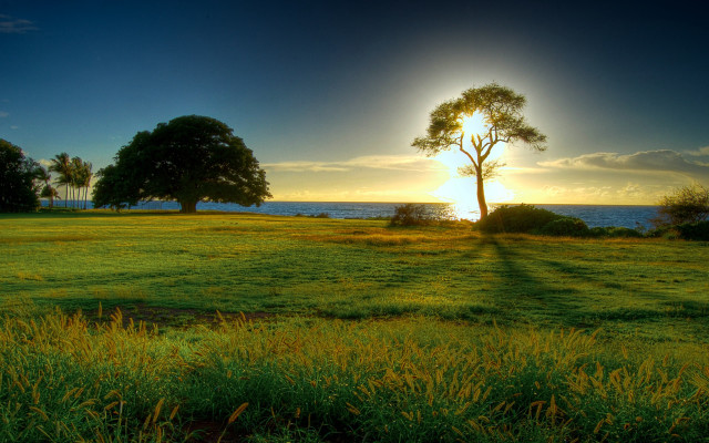 Sunset field tree water beautiful free wallpaper for desktop - medium preview image