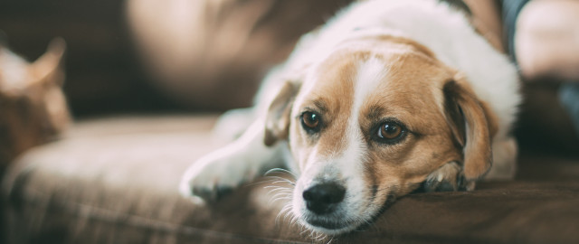 Shiba inu couch dog blurry free wallpaper for desktop - medium preview image