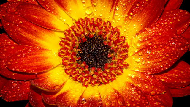 Flower water droplets yellow red free wallpaper for desktop - medium preview image