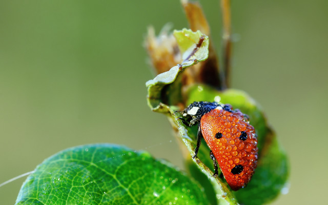 Ladybug green leaf water drops #5 free wallpaper for desktop - medium preview image