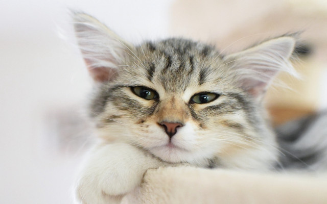 Sad cat in bed blue free wallpaper for desktop - medium preview image