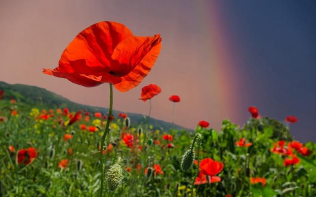 Red flowers rainbow impressionist mystical free wallpaper for desktop - medium preview image