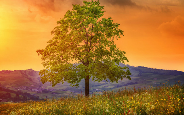 Sunset mountain tree autumn leaves free wallpaper for desktop - medium preview image
