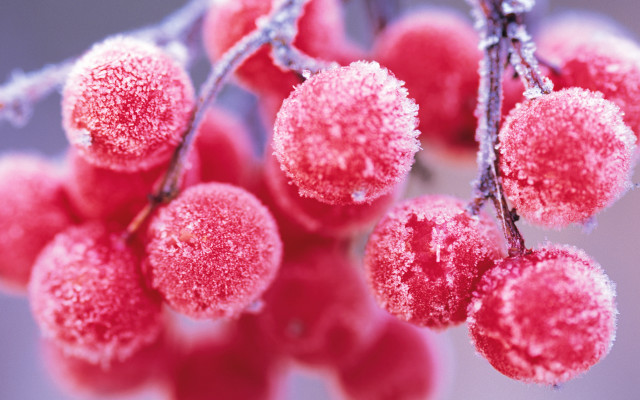 Red berries ice snow macro free wallpaper for desktop - medium preview image