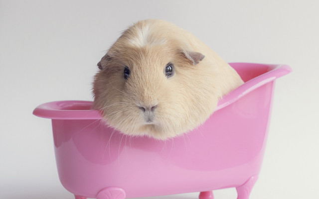 Guinea pig pink bathtub glamor free wallpaper for desktop - medium preview image