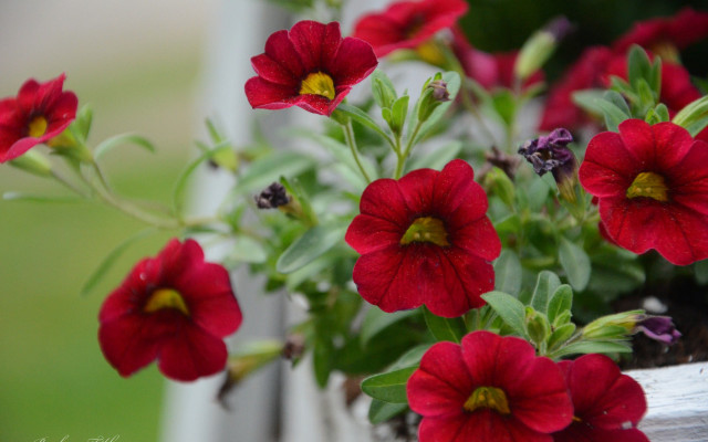 Red flowers window sill outdoor free wallpaper for desktop - medium preview image