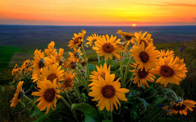 Sunflowers sunset field green grass free wallpaper for desktop - medium preview image