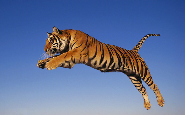 Tiger jumping air front paws #2 free wallpaper for desktop - medium preview image