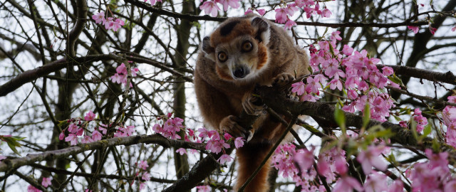 Monkey sitting branch pink flowers free wallpaper for desktop - medium preview image