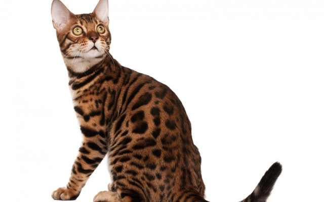 Cat tiger calico spot ears free wallpaper for desktop - medium preview image