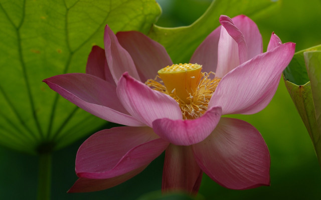 Pink flower yellow center green #16 free wallpaper for desktop - medium preview image