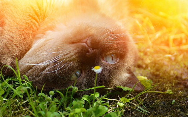 Cat back grass flower mouth free wallpaper for desktop - medium preview image