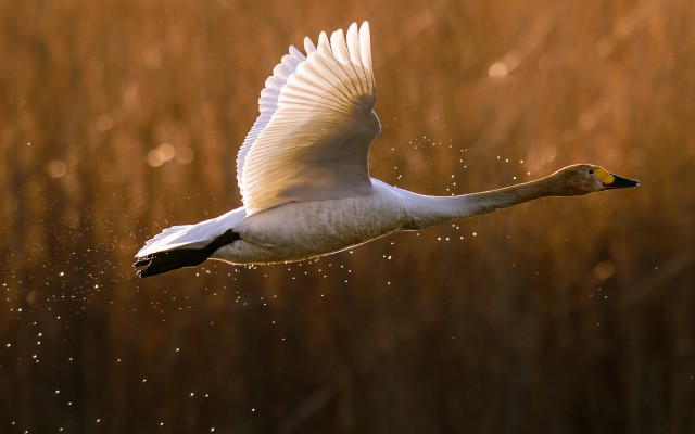 White swan flying tall grass free wallpaper for desktop - medium preview image