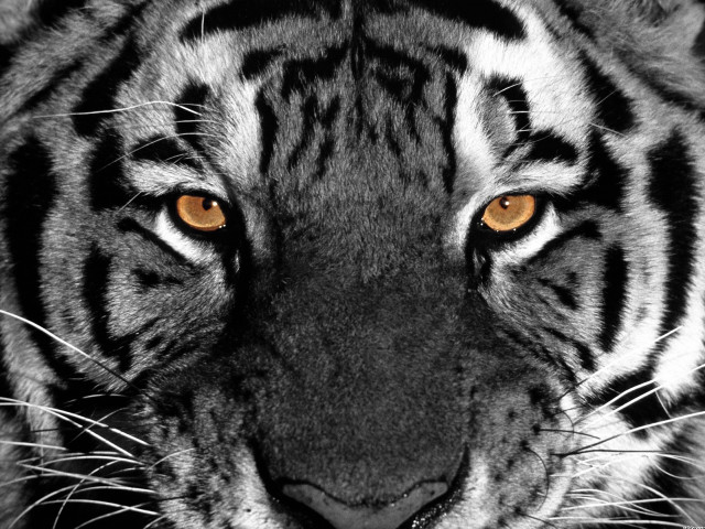 Tiger orange eyes black background free wallpaper for desktop - medium preview image
