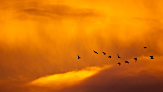 Birds sunset cloudy sky flock free wallpaper for desktop - medium preview image