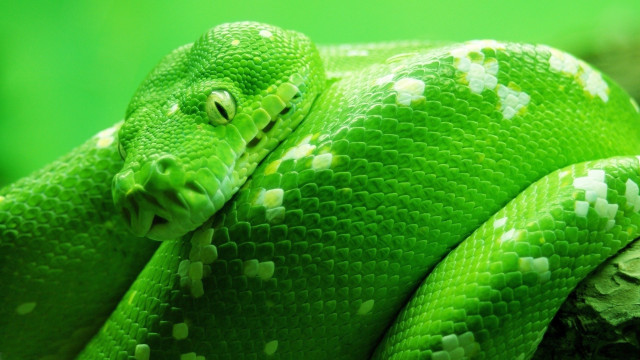Green snake white spots curled free wallpaper for desktop - medium preview image