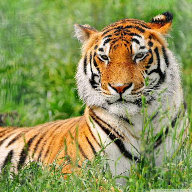 Tiger laying grass sad looking free wallpaper for tablet - medium preview image