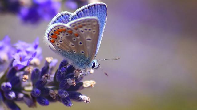 Blue butterfly purple flower orange free wallpaper for desktop - medium preview image