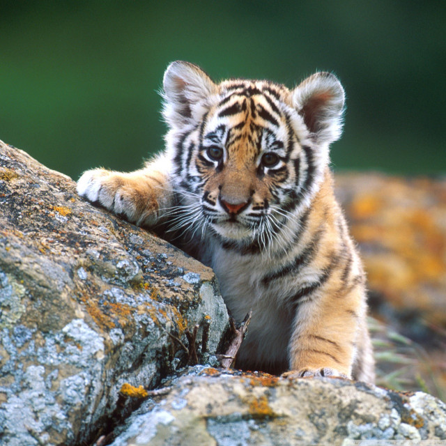 Tiger cub climbing rock sunny free wallpaper for tablet - medium preview image