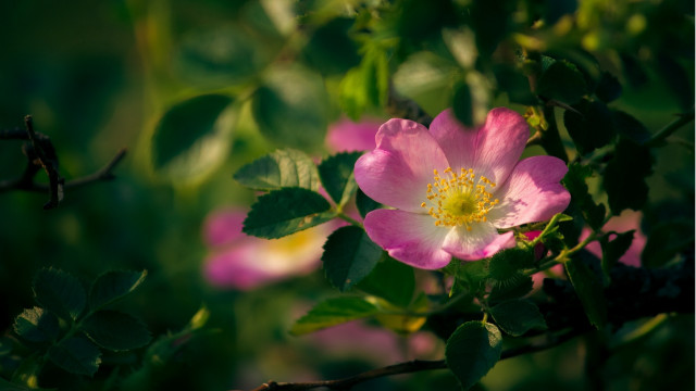 Pink flower green leaves macro #13 free wallpaper for desktop - medium preview image