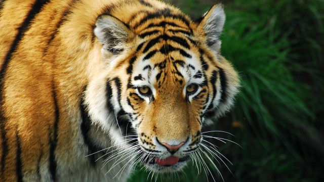 Tiger mane red nose looking free wallpaper for desktop - medium preview image