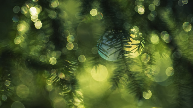 Blurry pine tree ball bokeh free wallpaper for desktop - medium preview image
