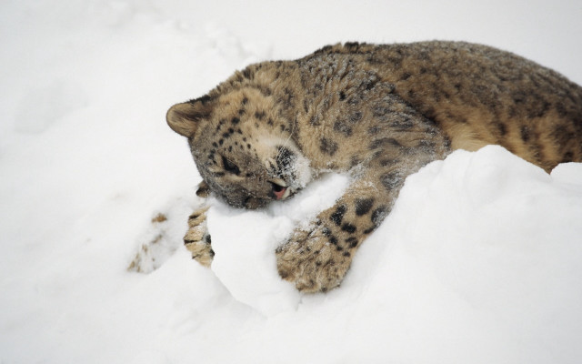 Snow leopard laying open mouth free wallpaper for desktop - medium preview image