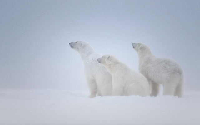 Polar bears snow distant sky free wallpaper for desktop - medium preview image
