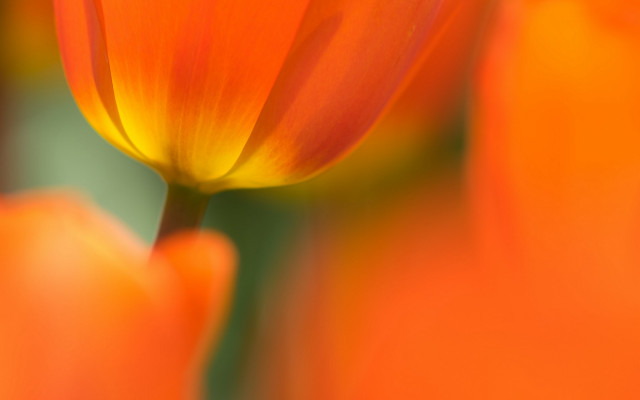 Flower macro orange background green free wallpaper for desktop - medium preview image