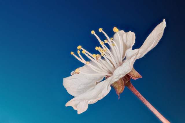 White flower yellow stamens blue #2 free wallpaper for desktop - medium preview image