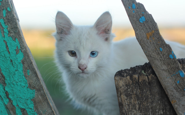 White kitten blue eyes fence free wallpaper for desktop - medium preview image