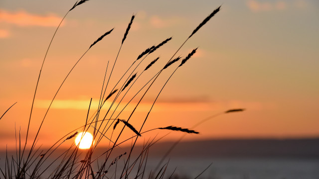 Sunset tall grass water clouds free wallpaper for desktop - medium preview image