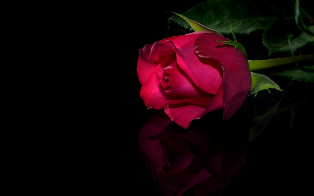 Red rose black surface reflection free wallpaper for desktop - medium preview image