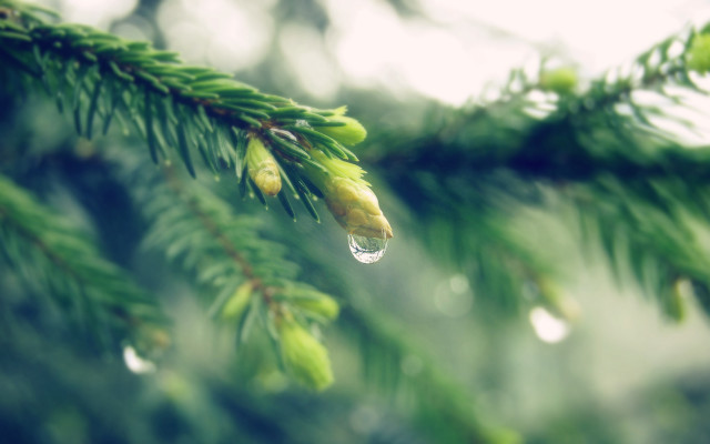 Pine water droplets closeup shallow free wallpaper for desktop - medium preview image