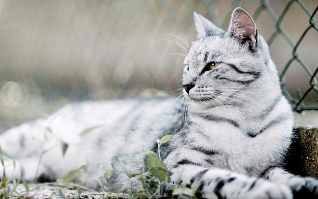 Cat fence chainlink blurry depthoffield free wallpaper for desktop - medium preview image