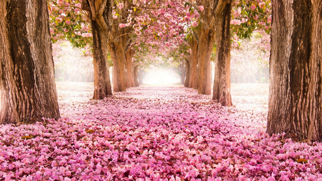 Pink flower pathway hanami spring free wallpaper for desktop - medium preview image