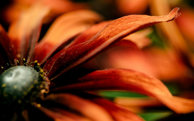 Orange flower macro blurry background #4 free wallpaper for desktop - medium preview image