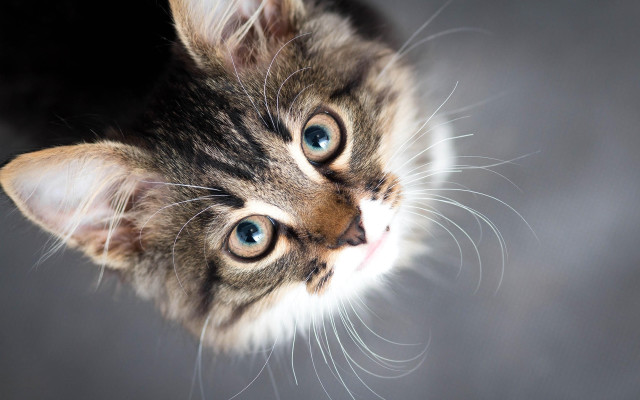 Kitten blue eyes symmetrical facial free wallpaper for desktop - medium preview image