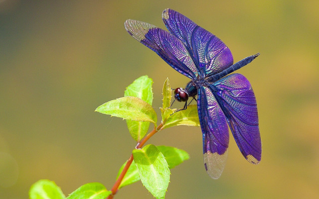 Blue dragonfly green leaf butterfly free wallpaper for desktop - medium preview image