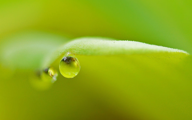 Water drop green leaf macro #8 free wallpaper for desktop - medium preview image