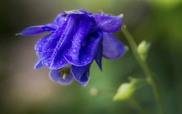 Purple flower water droplets macro #4 free wallpaper for desktop - medium preview image