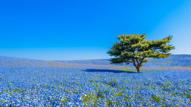 Lone tree blue flower mountain free wallpaper for desktop - medium preview image