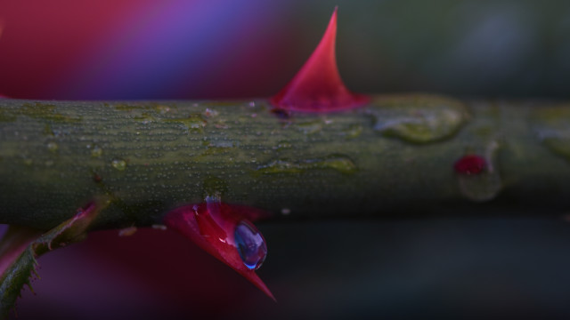 Branch waterdrops redflower macro photorealism free wallpaper for desktop - medium preview image