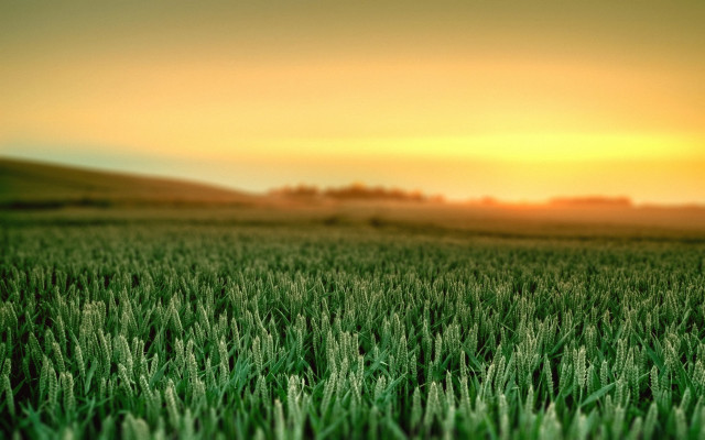 Sunset grass field tiltshift blurry free wallpaper for desktop - medium preview image