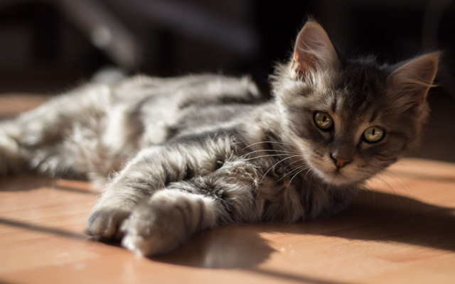 Cat silver superflat tiltshift animal free wallpaper for desktop - medium preview image