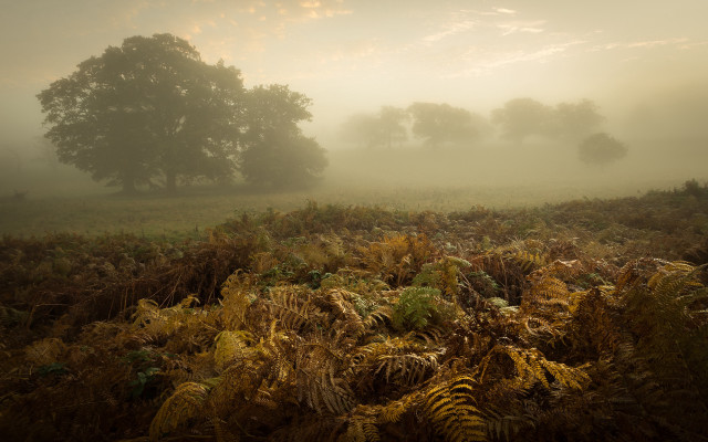 Foggy landscape trees mountain sunset free wallpaper for desktop - medium preview image