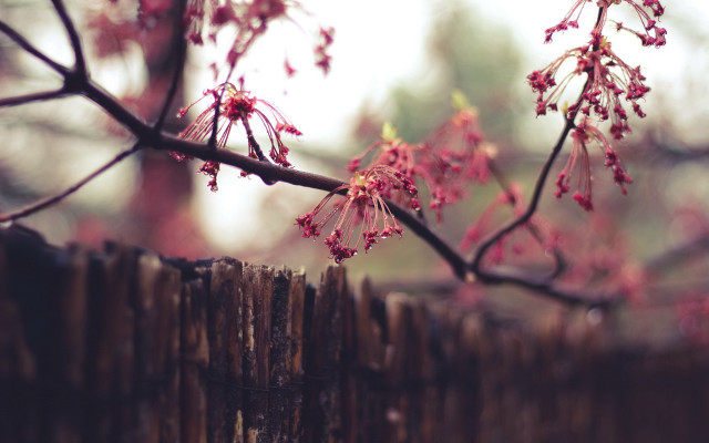 Pink cherry blossoms girls fence free wallpaper for desktop - medium preview image