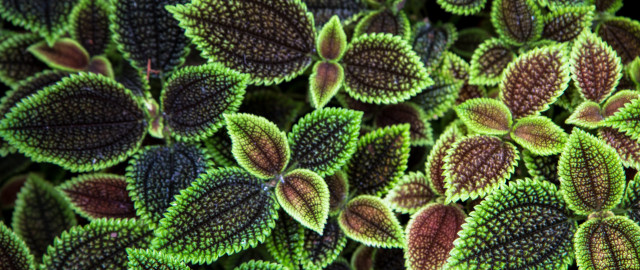 Green brown leaves fence nature free wallpaper for desktop - medium preview image