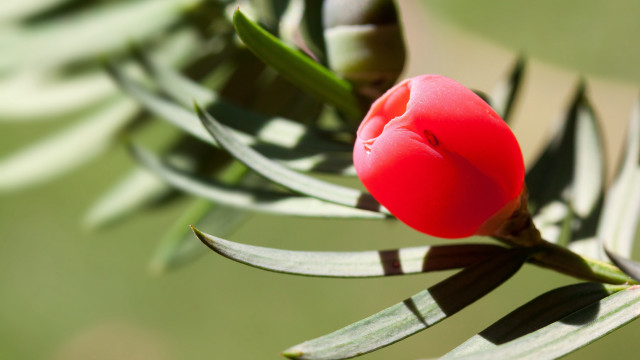 Red flower green stem bokeh #2 free wallpaper for desktop - medium preview image